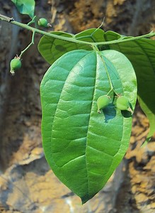 Celtis timorensis - Alchetron, The Free Social Encyclopedia