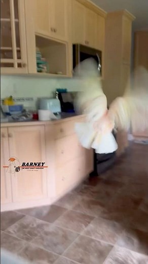 Look! 👀 Barney really can fly! I know it wasn’t much, but he can! 🧡🕺 #barneythewestcoastcockatoo