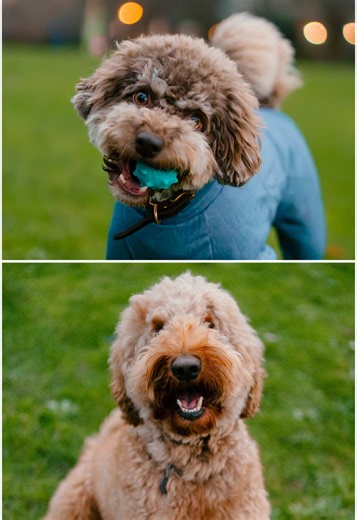 Meet Milo and Enzo: Unique Dog Personalities in Vancouver