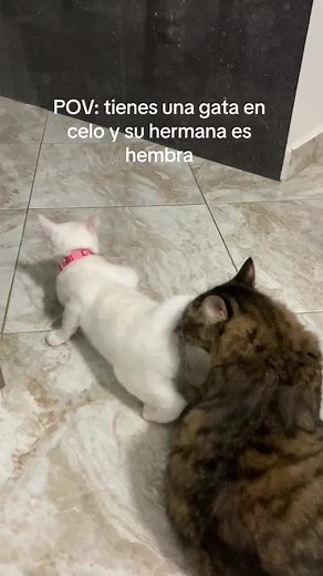 Gatos en Celo: Comportamiento y Síntomas | Feline Estrus Cycle