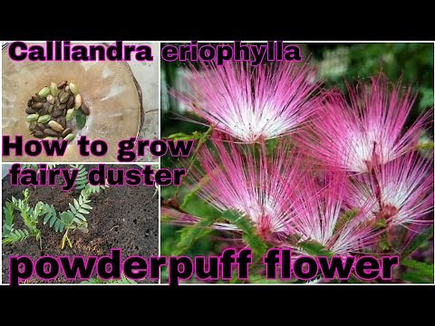 How to grow fairy duster flower plant from seed| #powderpuff flower#Calliandra eriophylla|