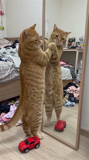 Cat vs Mirror… Who Wins? 😂🐱 #shorts #cat #catshorts #cute