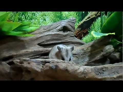 Chinese Hamsters exploring - natural habitat