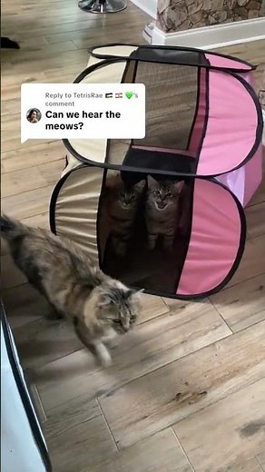 Funny ANIMALS videos 😊 Funniest CATS😺 and DOGS🐶 2025