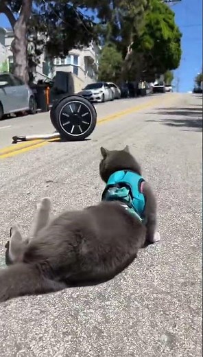 Cat Rides a Segway Down the Street!