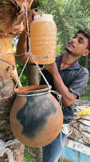 How to extract sap from date palm trees using traditional methods #datepalm #sap #shorts #virals ...