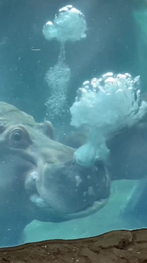 Tucker the Hippo Meets Bibi and Fiona at Cincinnati Zoo