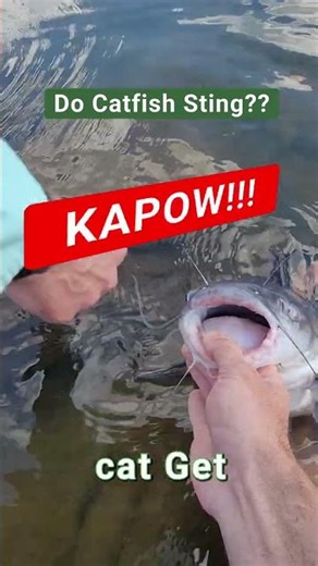 Do Catfish Electric Shock You? Stop Throwing Batteries In The Rivers & Creating Electric Catfish!
