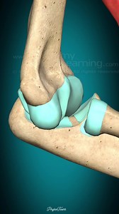 4.2K views · 42 reactions | Brachialis muscle action Elbow: Flexion #muscle #anatomy | PhysioFixers | Facebook