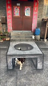 Why is This Dog So Confused