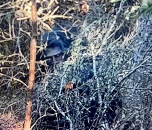 127K views · 6.2K reactions | A hunter in his stand records a Sasquach! | Cryptid University | Facebook