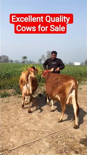 Excellent Quality Cows for Sale #india #india #cow #animals #farm #dairyfarm