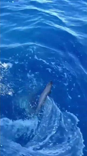 Using Bolt cutters to Release Sharks #fishing #sharks #shark #boat #shorts