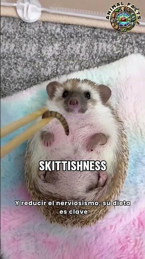 Petting My Hedgehog 🦔... (Guess What Happens?)