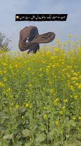 4.7M views · 10K reactions | Adat sa Majbor 藍#waitforit #fypシviralシ2025 | Imran daha | Facebook