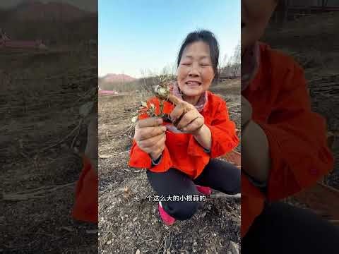 Spring in Full Bloom: Unbelievable Scale of Nature's Beauty