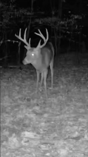 Swamp donkey is on the prowl