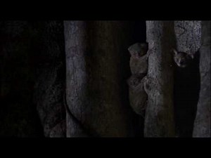 The Tarsier