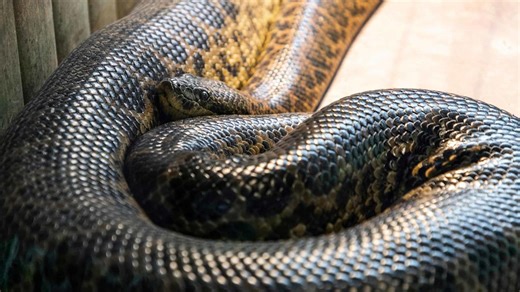 The Largest Anaconda Was an Absolute Giant
