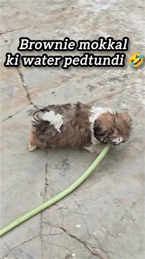 "Brownie ki new song compose chesam🐶" 🤣🤣 #song #composer #puppy #brownie #shortvideo #ytshorts