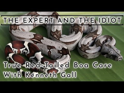 Peruvian and Surinam (True Red-Tailed) Boa BCC Care Guide with Kenneth Gall - A Reptile Care Guide
