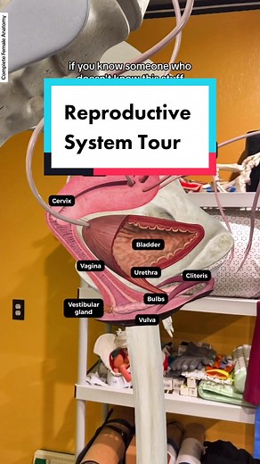 Josh Cottle on TikTok