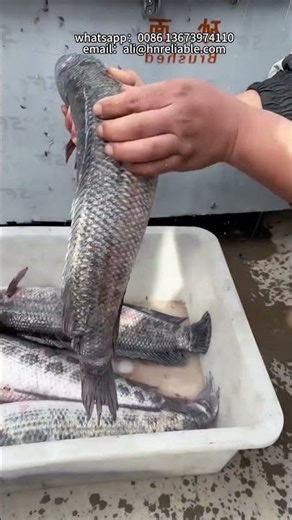 Automatic Brush Washing Machine｜Root Vegetable Cleaner，Food Processing Machine