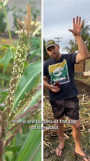 3.3K views · 55 reactions | Ever wonder how corn gets its kernels? A peek into the fascinating world of corn cross-pollination—where tassels meet silks and the magic happens! ✨ | All About Gardening | Facebook