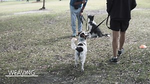 One fee for lifetime membership Dog Obedience. Come as many times a week to all of our locations for the life of your dog. | Jordan Dog Training