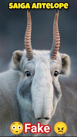 Animals Looks Fake But Are Real 😳🤯 #fake #animals #animalsfacts #shorts