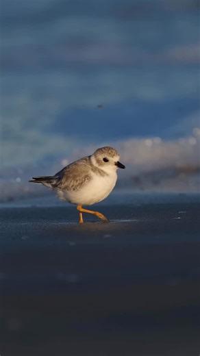 Lauren on Instagram: "Piping Plover doing its signature foot tapping dance. The vibrations bring worms and invertebrates to the surface to make them easier to catch. I’ve posted this behavior before, but it doesn’t get old for me. They’re so fun to watch. A few other shorebirds are known to do a similar move, but for me this is a trademark of the Piping Plover."