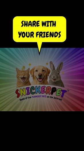 🌲🎅The Most Hilarious Santa’s Sootball - Holiday Edition🎅🌲 🎅🐾 Snugglz volunteered to clean Santa’s chimney… now he looks like a holiday meatball rolled in soot! 😂 Santa’s “Nice List” just got a little dirtier, but the chaos crew is loving it. 👉 Share the laugh and spread the soot—help us climb to 5000 followers before Santa lands! #SnickerpetChaos #SootballHoliday #SantaHelperGoneWrong #SnugglzSantaStyle #CoalCouture #RoadTo5000 #ShareTheSnicker @followers | Snickerpet