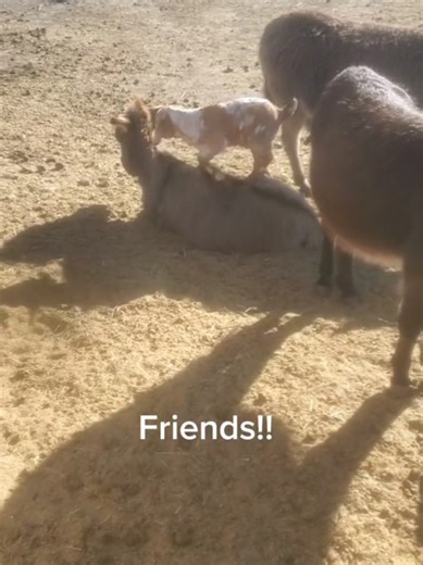 My mini donkeys are so calm & tolerant of the baby goats. This is a flashback from when my Billy, Hank the Tank, was just a baby!! June is the mini donkey that Hank is climbing on. Those 2 were buddies & did this stuff often. So fun to watch em play. #nebraska #whatmakesyouhappy #animals #goats #minidonkeys