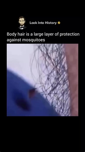 Turns out our body hair is doing a lot more than most of us realize 🦠🦟 It’s not just there for looks — it’s actually a built-in defense system against insects. The fine layer of hair creates a physical barrier that makes it harder for mosquitoes to reach your skin. It also boosts your sensitivity, helping you notice the slightest touch of a landing bug before it bites. On top of that, dead skin cells and natural oils (sebum) form a chemical shield that makes it tougher for insects to latch on.