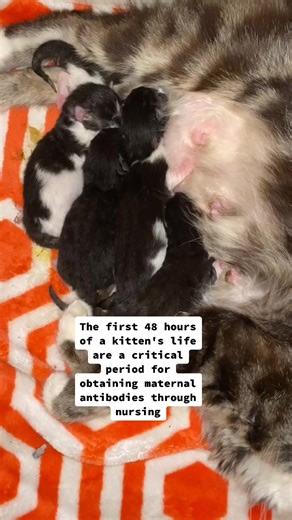 What do day old kittens look like?! #tiktokpartner #learnontiktok #veterinarian #newbornkittens