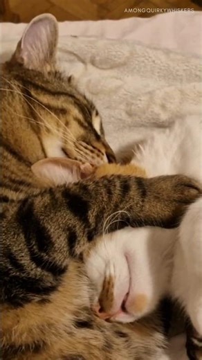 POV: The Reset Button ASMR 🐾💤🔊 "Redecorating" is hard work! #catasmr #purr #catshorts #redecorating