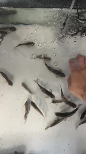 ASMR配信者のイケボおすすめ