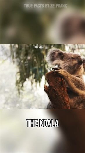 ze frank on Instagram: "koalas in the rain... watch full eps youtube.com/zefrank"