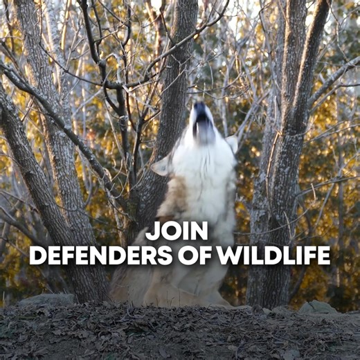 1.6K views · 8.7K reactions | Take action to defend wildlife from extinction! Saving these animals is as easy as signing up. | Wildlife Nation | Facebook
