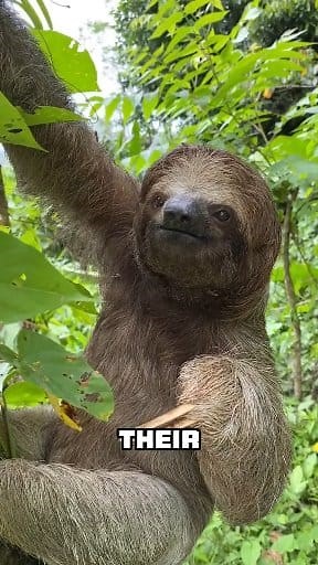 109K views · 1.9K reactions | 8 Animal Facts That Will Blow Your Mind! #AnimalFacts #Wildlife | Be Animal Facts | Facebook