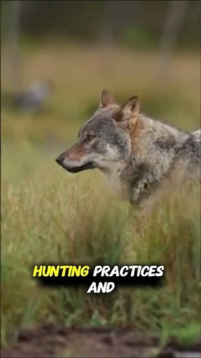 Wolves in Europe History Myths and Survival Story | 4k Documentary