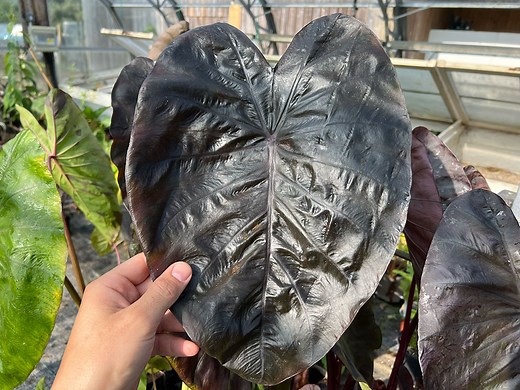 HOW TO OVERWINTER ALOCASIA & COLOCASIA PLANTS