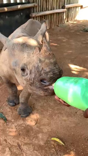 💥 BRR PROVIDES MILK FOR RIRI!💥 Orphaned by poaching, this lovely young lady Riri is in rehabilitation at the Care for Wild Rhino Sanctuary. We are thrilled to be providing milk for this young beauty! Black rhinos are listed as critically endangered! Every one is a treasure. Drink up, you beauty! Get big and strong. We know how much love you’re getting also! ❤️👌milk love = winning combo. Baby Rhino Rescue #careforwild #endangered #rhinoconservation | Baby Rhino Rescue