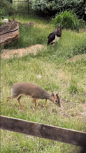 Kirk's dik-dik (Madoqua kirkii) and Black Stork (Ciconia nigra) At Cotswold Wildlife Park & Gardens