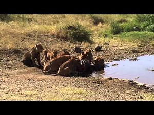 Pack of lions eating a pregnant zebra in Serengeti