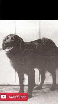 Dogs Who Risked Everything to Save Humans | True Hero Stories