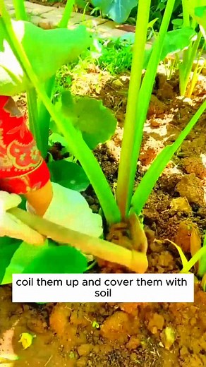 18K views · 30 reactions | Tips to make taro grow taller #plantingtips #shorts | Govee | Facebook