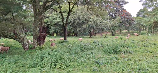 18K views · 432 reactions | Dorper Nation at KAIMOSI AGRICULTURAL TRAINING CENTRE . Start of Lambing season and we are getting some Quality lambs. | ThisFarmer Kachilei | Facebook