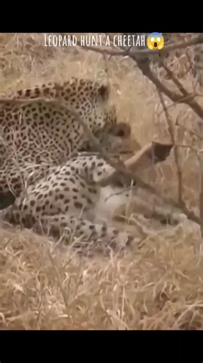 Leopard vs Cheetah: A Thrilling Wildlife Encounter