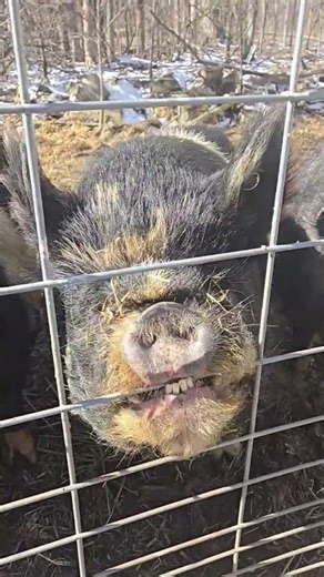 Angry Pig Tries To Break Fence